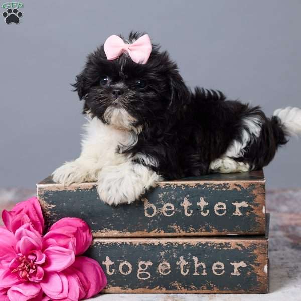 Missy, Shih Tzu Puppy